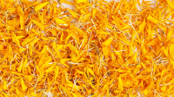 istock Marigold flower petals for background. 1408351408