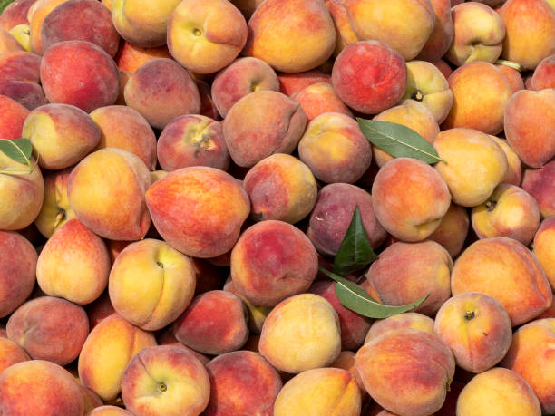 istock Closeup shot of fresh peaches 1408351478