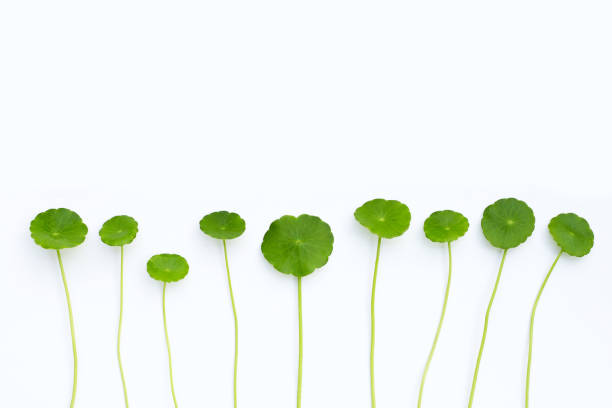 istock Fresh green centella asiatica leaves on white background. 1408352337