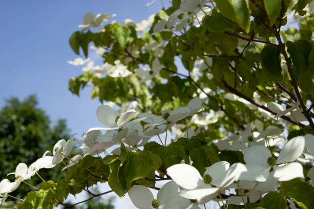 istock White flowers in full bloom in summer 1408353189