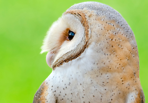 The barn owl (Tyto alba) is the most widely distributed species of owl in the world and one of the most widespread of all species of birds