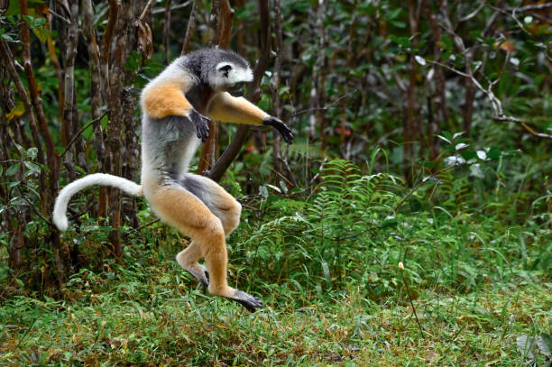 Diademed sifaka lemur (Propithecus diadema) – jumps, Madagascar nature stock photo