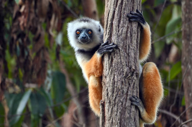 Diademed sifaka lemur (Propithecus diadema) – portrait, Madagascar nature stock photo