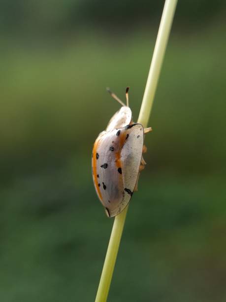 istock Beautyful ladybug isolated on blurred background 1408356696