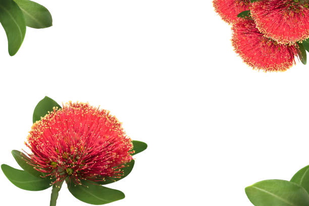 Red Pohutukawa flowers, New Zealand Christmas tree