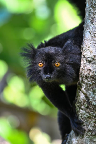 Black lemur – female , portrait (Eulemur macaco), Madagascar nature.