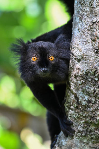 Black lemur – female , portrait (Eulemur macaco), Madagascar nature. stock photo
