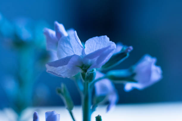 Beautiful flower in autumn in brazil