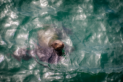 Wild seal swimming off the Santa Monica Pier in California