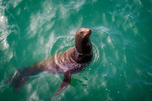 Wild seal swimming off the Santa Monica Pier in California