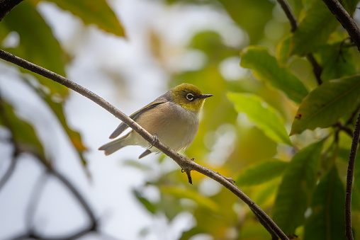 Tiny silver eye, or wax eye (Zosterops lateralis) perched on a branch