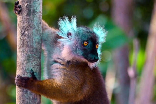 Black lemur – female , portrait (Eulemur macaco), Madagascar nature.