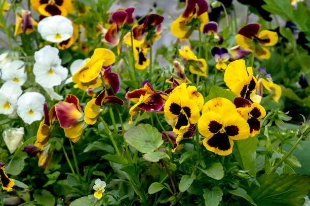 istock bright fresh multicolored pansies on flower beds 1408359029