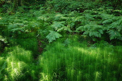 This is a photograph of wild ferns growing in the forest of the Catskill Mountains in New York, USA.