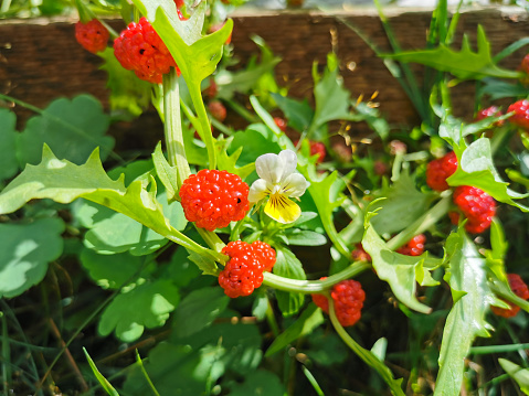 Close-up of a strawberry flower in a terracotta container
