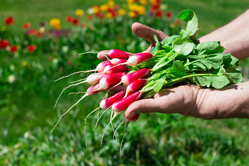 A bunch of fresh red and white radishes (lat. Raphanus sativus) with tails and leaves on male palms on a background of flowers.