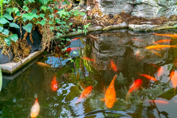 Fish red carps in an reservoir.