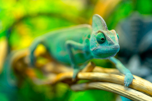 View of a green chameleon. Funny pet. selective focus