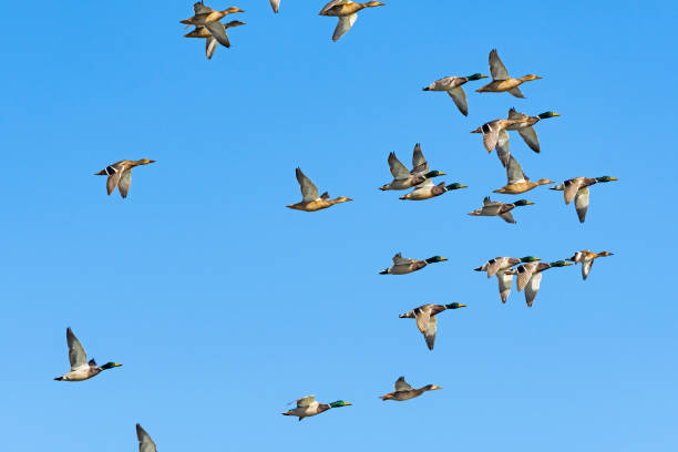 istock A flock of mallard flight 1408366168