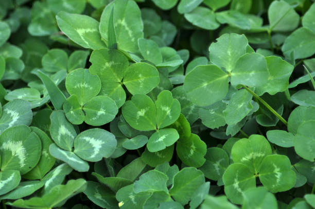 istock Spring crops of a young clover 1408366946