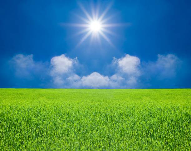 istock summer green field and sparkle sun 1408367835