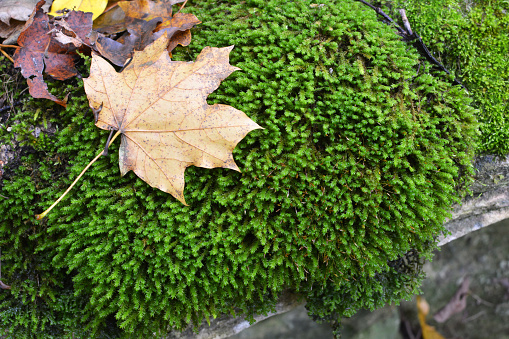 In the forest in the wild on the stone grows moss Anomodon