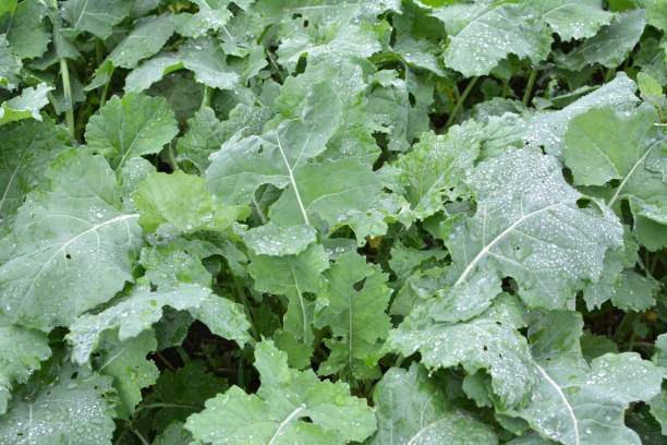 istock In the autumn field grows winter rape 1408368015