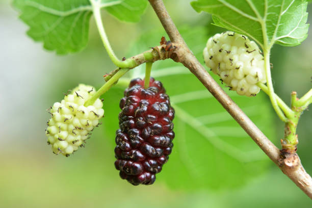 istock Black mulberry berries (Morus nigra) ripen on a tree branch 1408368025