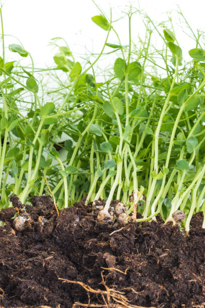 istock Pea micro greens sprouts, young pea shoots isolated on white 1408368062