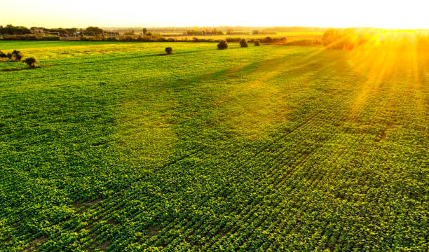 istock Aerial view of cultivated fields at sunset. 1408369074