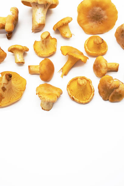 istock Fresh chanterelle mushrooms on white. 1408369257