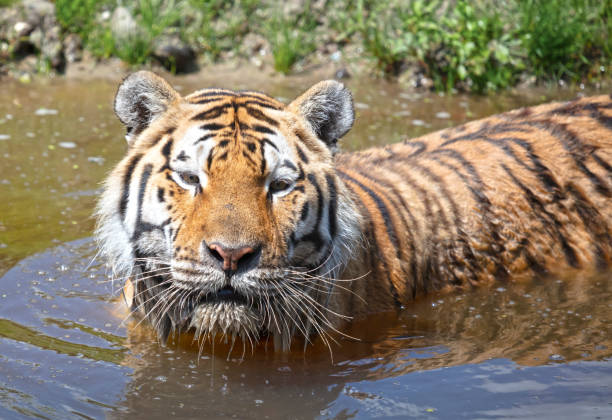 istock Amour tiger in the water, cooling down or playing 1408369930