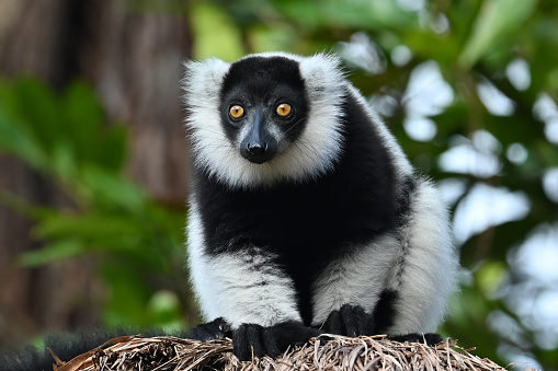 Black and white ruffed lemur (Varecia variegata), close up, MADAGASCAR