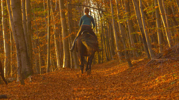 istock Female horseback rider gallops on her horse down a forest path. 1408371963
