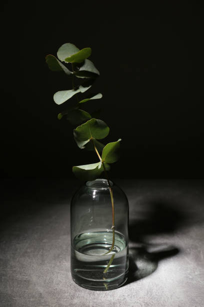 istock Glass vase with eucalyptus branch in darkness 1408372560