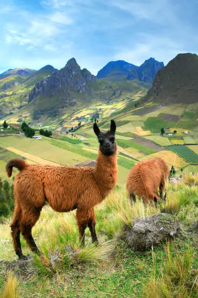 Llama, Lama glama, Ecuadorian Andes, Ecuador, America