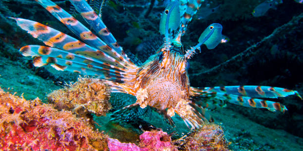 istock Red Lionfish, Maldives 1408374315