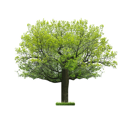 Beautiful tree with green leaves isolated on white