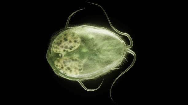 Giardia intestinalis as Closeup - 3D Rendering Giardia lamblia parasite as Closeup - 3D Rendering. High quality Rendering giardia lamblia stock pictures, royalty-free photos & images