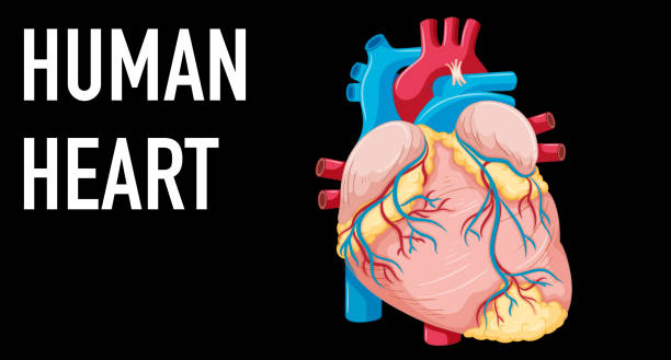 illustrations, cliparts, dessins animés et icônes de organe interne humain avec cœur - human heart heart disease healthy lifestyle human internal organ