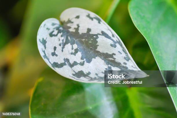 Satin Pothos Silver Hilodendron Or Scindapsus Pictus Hassk Or Argyreus Plant Stock Photo - Download Image Now