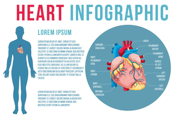 illustrations, cliparts, dessins animés et icônes de organe interne humain avec cœur - human heart heart disease healthy lifestyle human internal organ