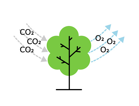 Tree Absorbs Co2 And Releases O2 Linear Style Scheme Vector ...