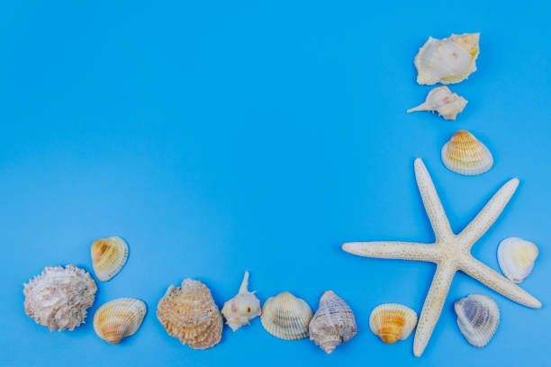 istock Seashells and starfish on pastel blue background. Top view, copy space. Summer vacations concept 1408377354