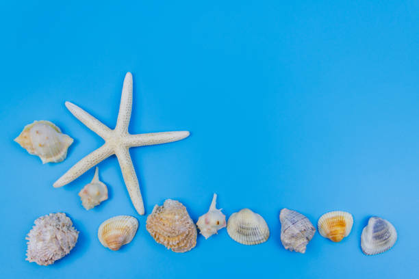 istock Seashells and starfish on pastel blue background. Top view, copy space. Summer vacations concept 1408377371