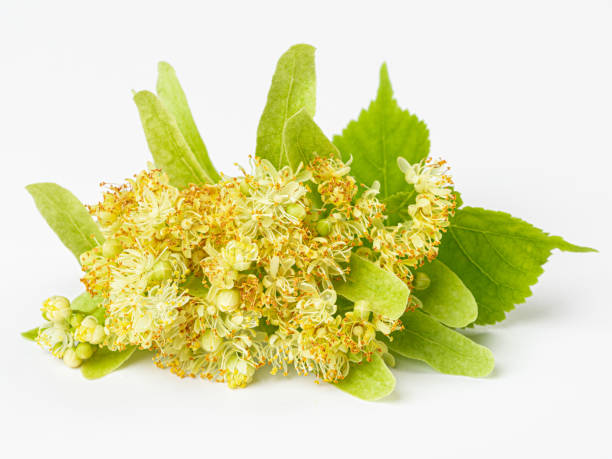 istock isolated beautiful fresh linden flower on white background 1408379022