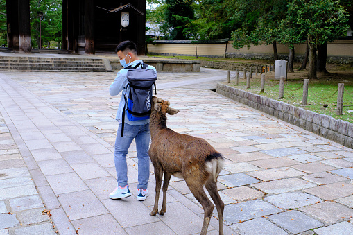 Nara, Japan  October 1, 2021: A deer searches for food in a tourist's backpack outside the South Main Gate of Todaiji Temple. The deer that roam freely in this part of the city, even on the streets, are a major tourist attraction. Visitors can purchase rice crackers from stalls to feed to the deer, who tend to be more aggressive during the low season.