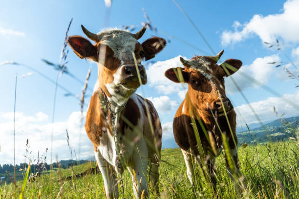 istock Curious cows looking at camera whle grazing on green meadow 1408379492