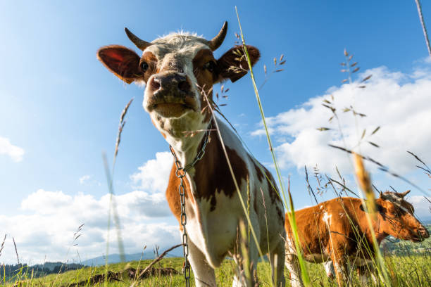 istock Funny cow looking at camera on green grass 1408380500