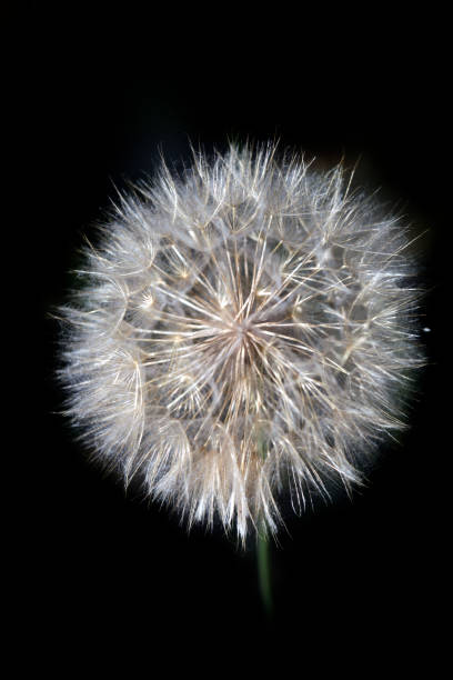 istock Colorful summer plants and flowers 1408380959